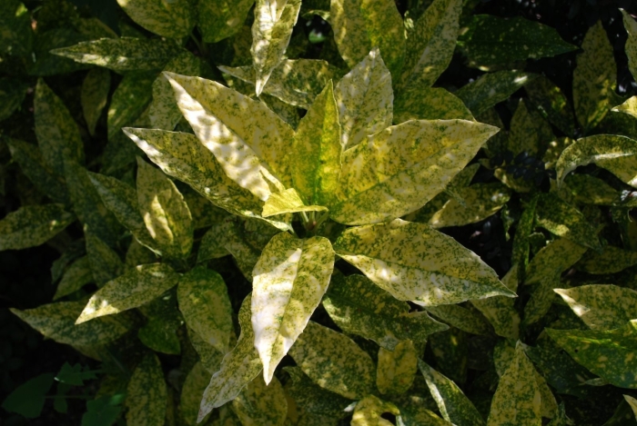 Аукуба японика