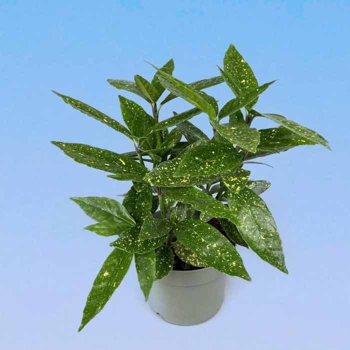 Аукуба комнатное растение