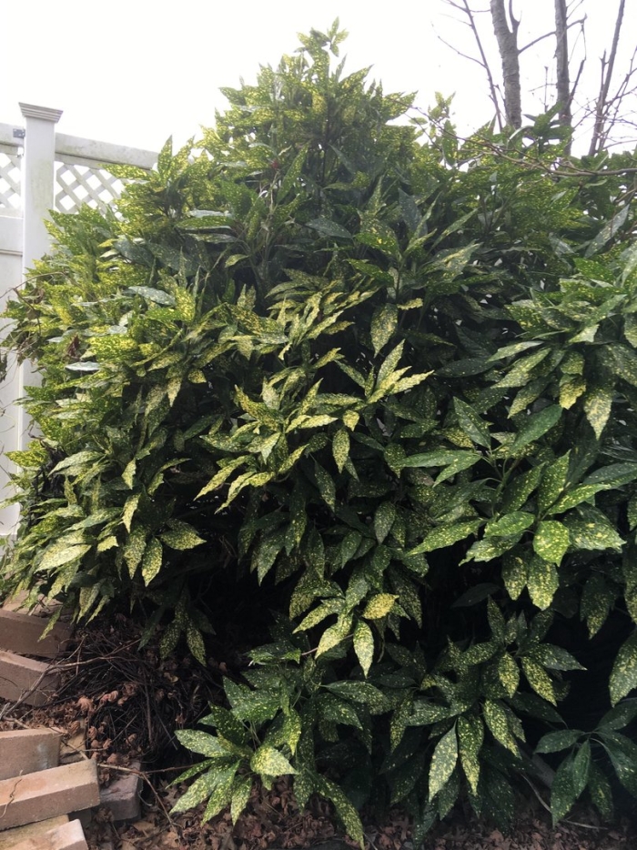 Аукуба японика