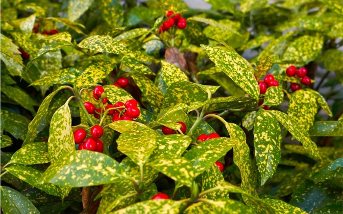 Аукуба комнатное растение