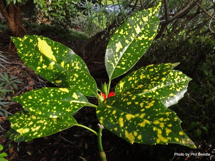 Аукуба комнатное растение