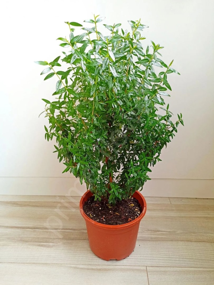 Мирт комнатное растение