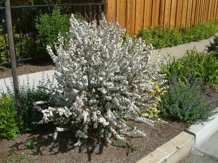 Лептоспермум leonard wilson.