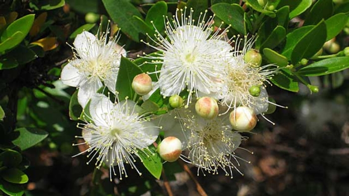 Myrtus communis