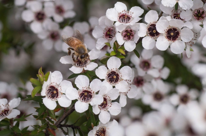 Leptospermum rotundifolium