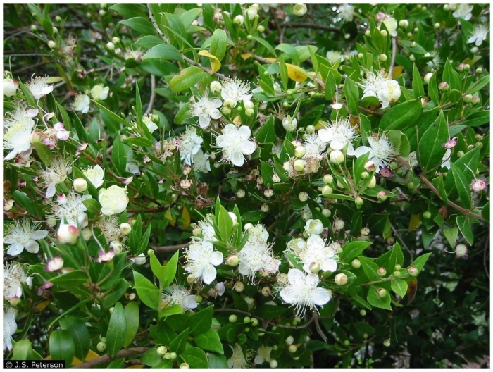 Myrtus communis l