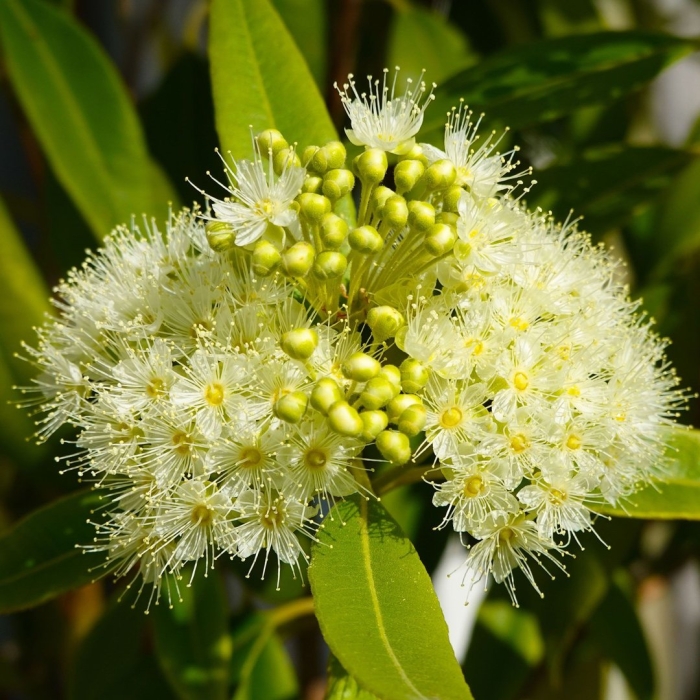 Backhousia citriodora
