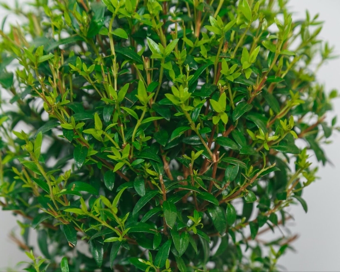 Мирт коммунис