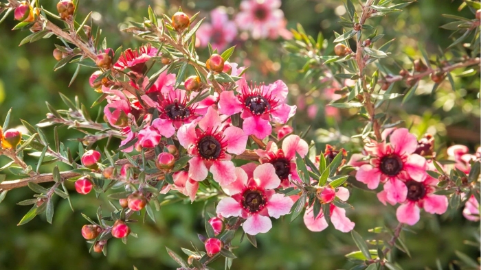 Leptospermum scoparium (чайное дерево)