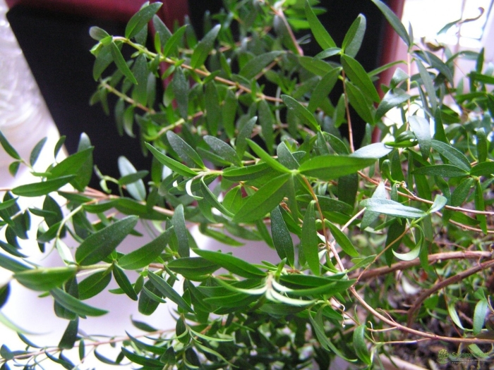 Растение мирт