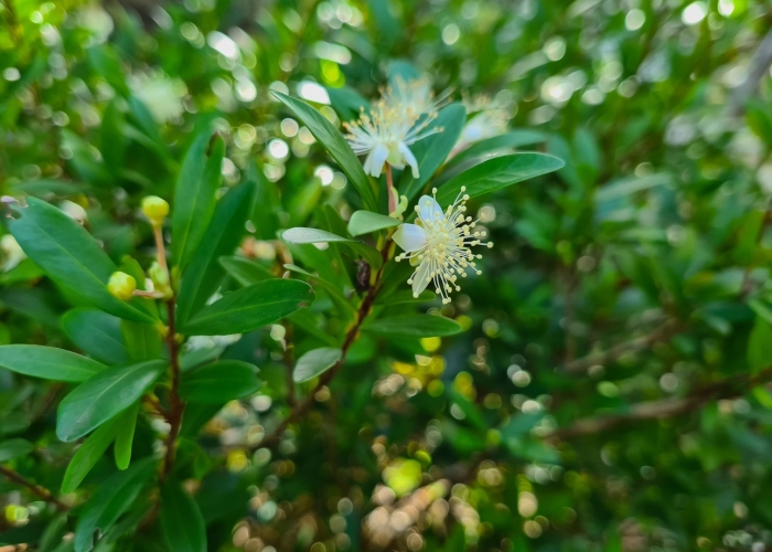 Мирт обыкновенный цветок