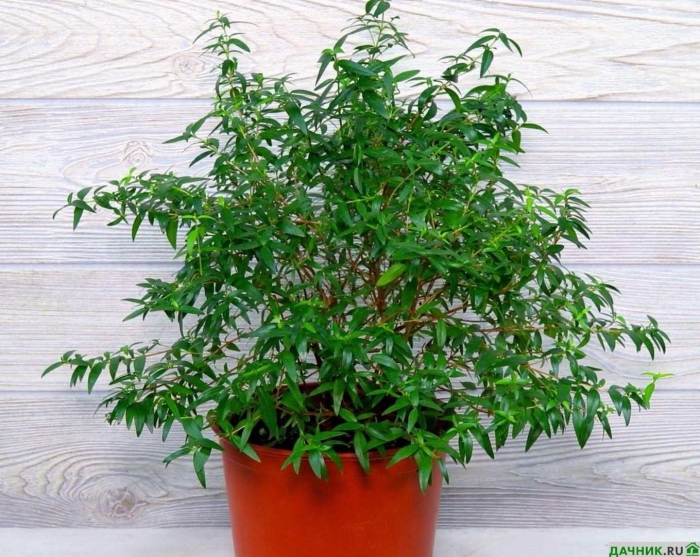 Мирт комнатное растение