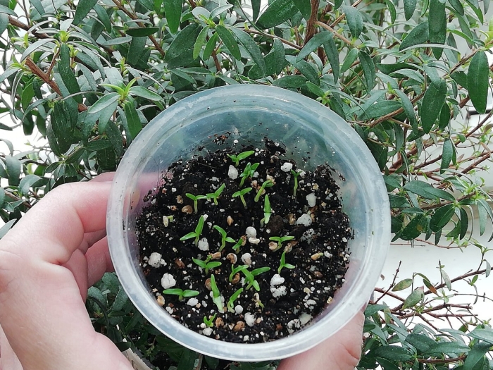 Всходы мирта