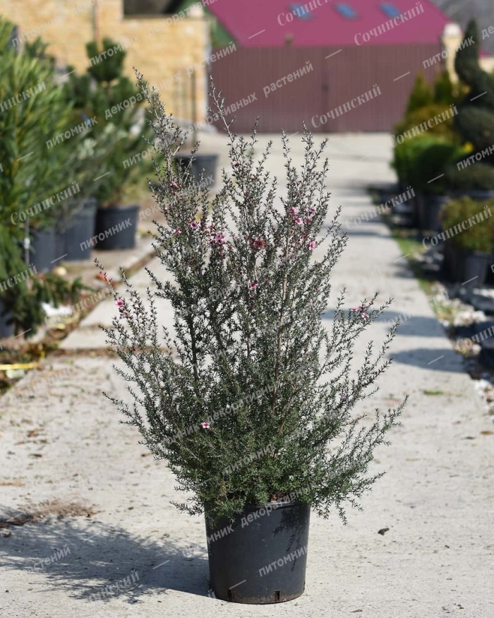 Тонкосемянник метловидный