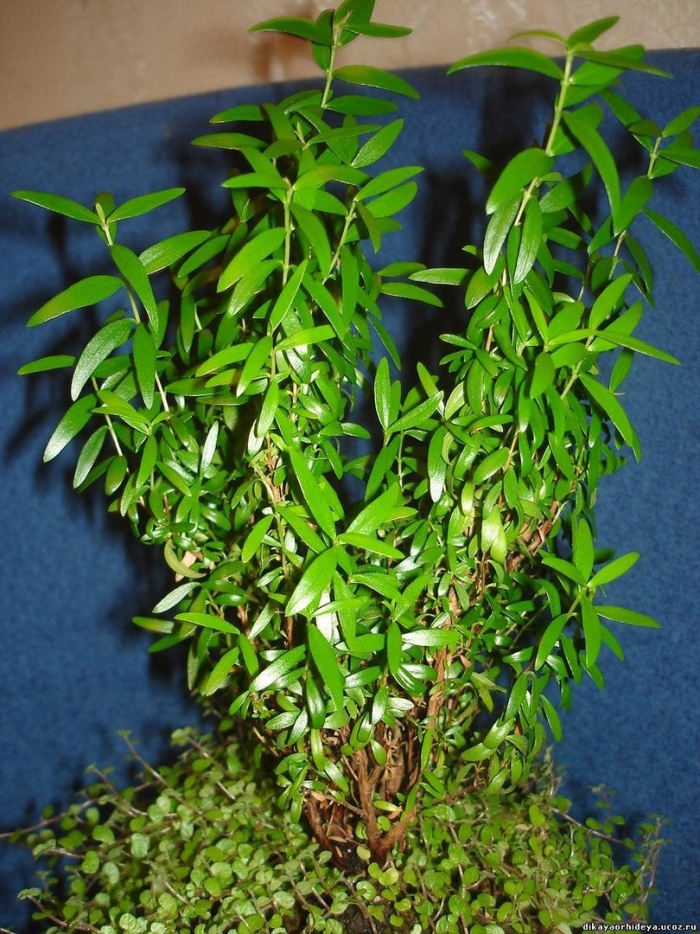 Мирт комнатный
