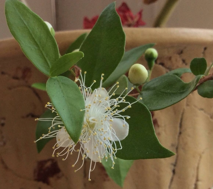 Миртовые (подсемейство)