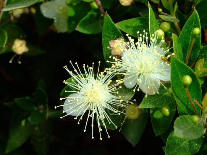 Мирт myrtus communis