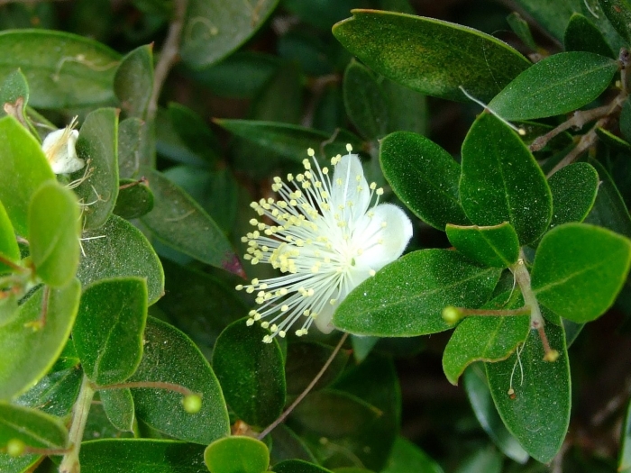 Цветок мирт