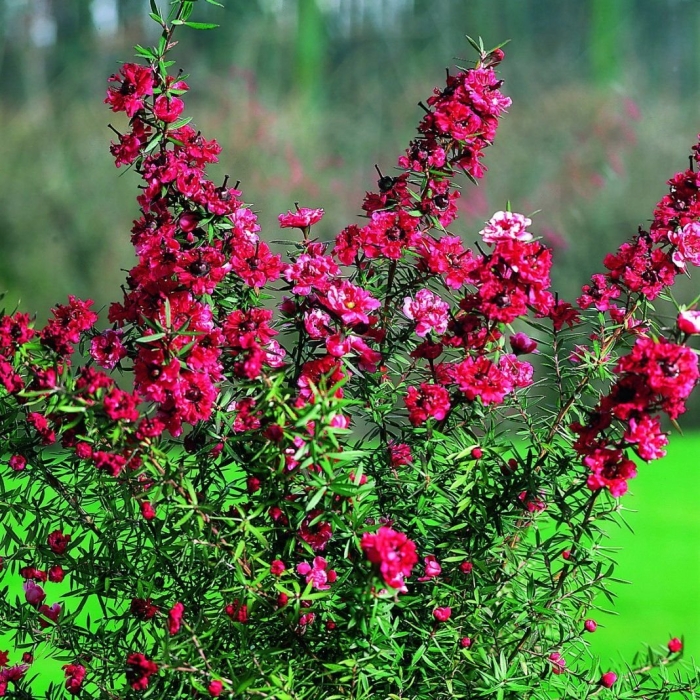 Лептоспермум манука