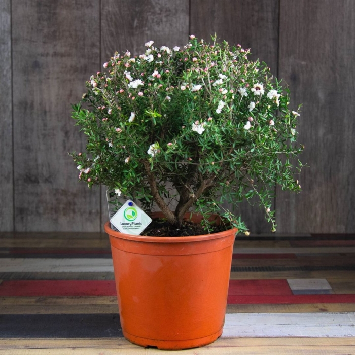 Хамелациум крючковатый