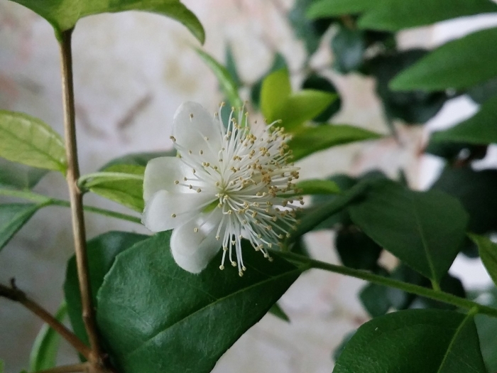 Мирт myrtus communis