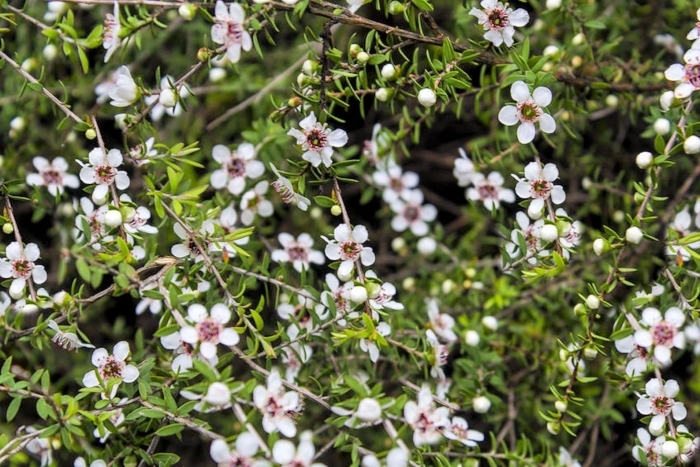 Манука (leptospermum scoparium)