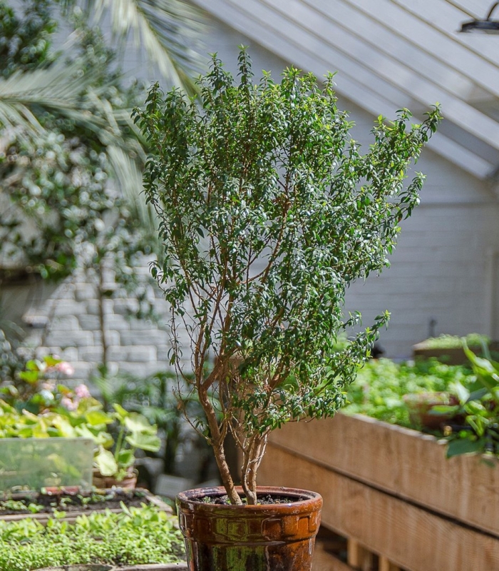 Мирт коммунис штамбовый