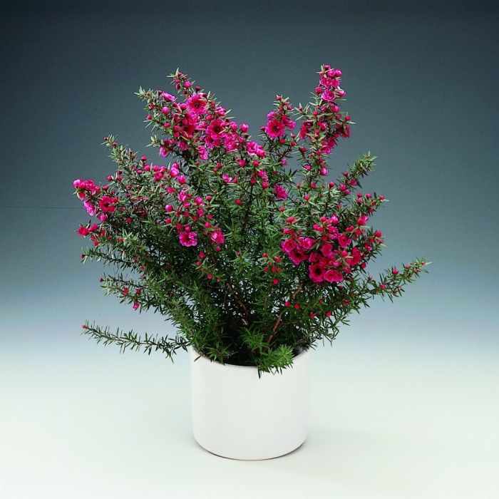 Вереск эрика грацилис