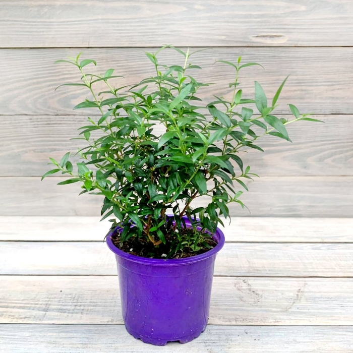 Мирт розмарин