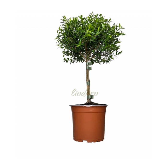 Комнатное растение мирт