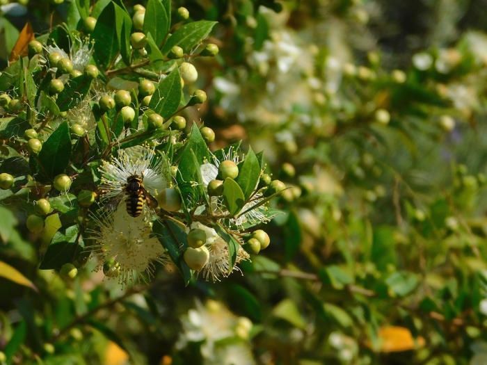 Миртовое дерево