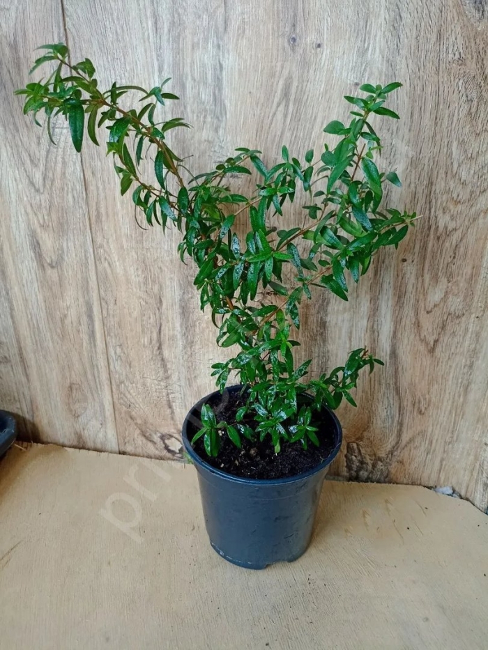 Дерево мирт цветение