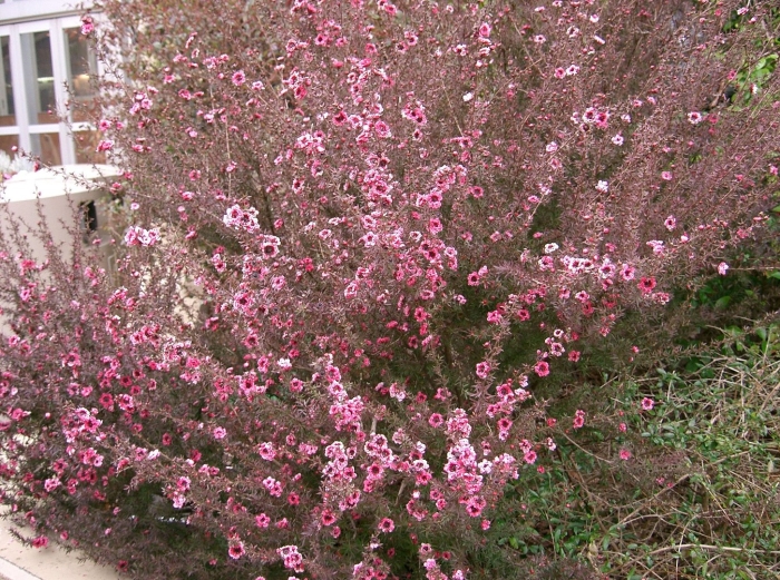 Leptospermum scoparium