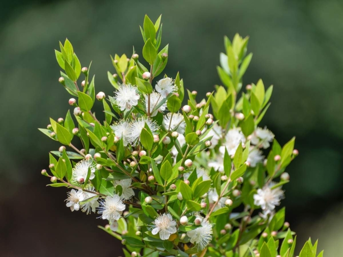 Myrtus communis
