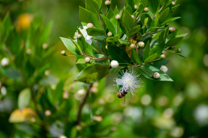 Мирта растение