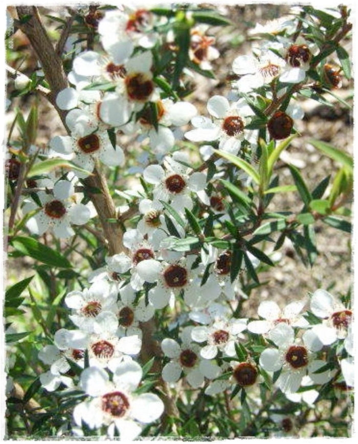 Leptospermum rubinette