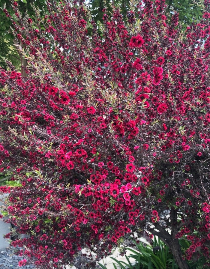 Leptospermum scoparium crimson glory