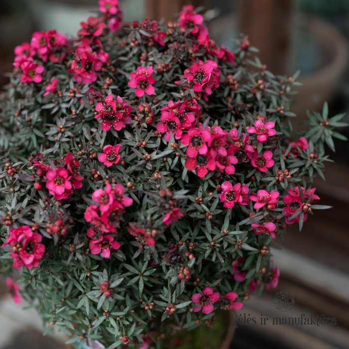 Лептоспермум растение