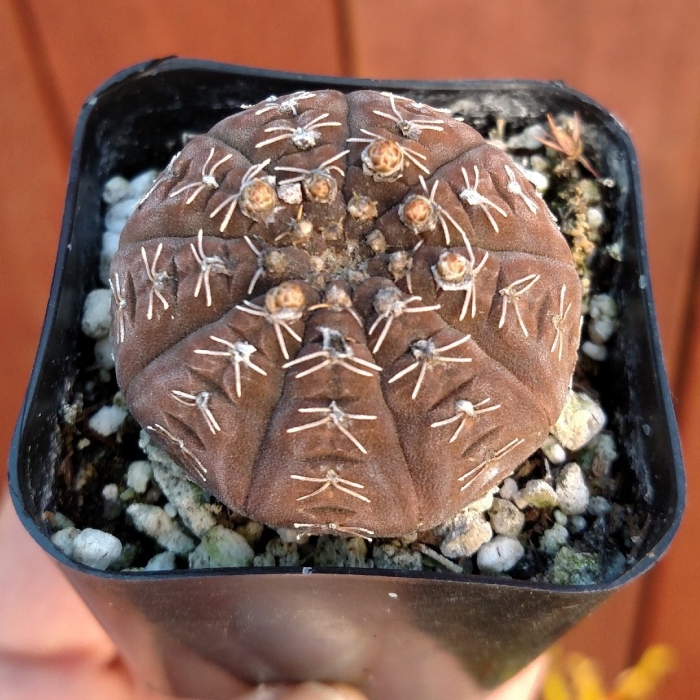 Gymnocalycium riojense v. platygonum vg 347