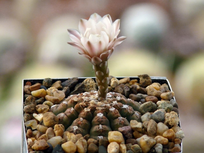 Кактус гимнокалициум рагонезе