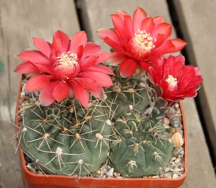 Кактус гимнокалициум балдианум