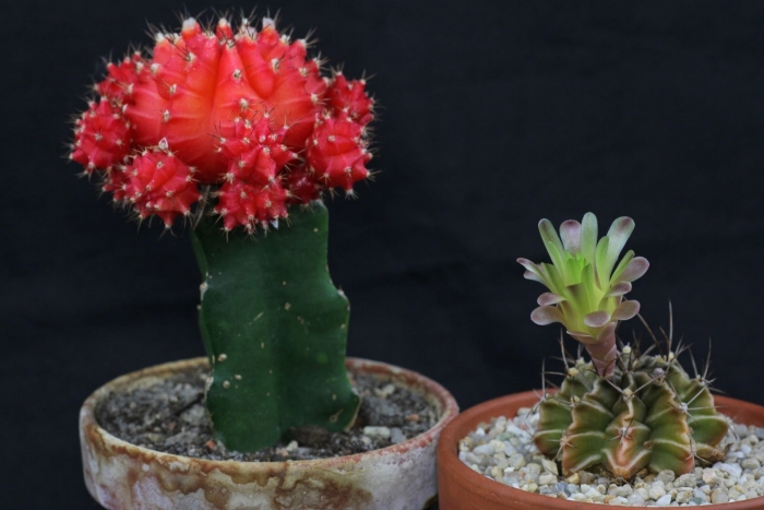 Кактус гимнокалициум михановича