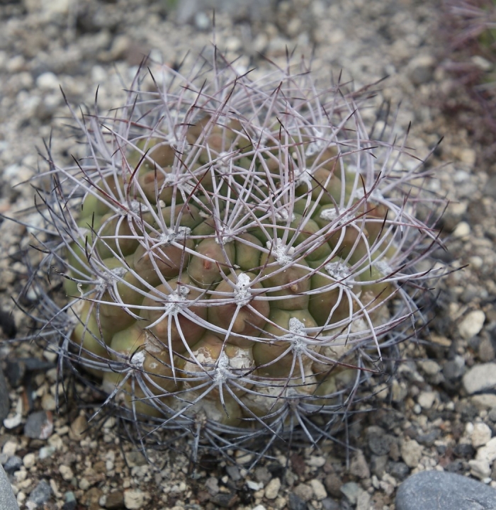 Гимнокалициум саглионис