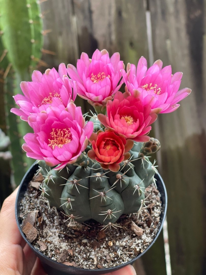 Гимнокалициум балдианум