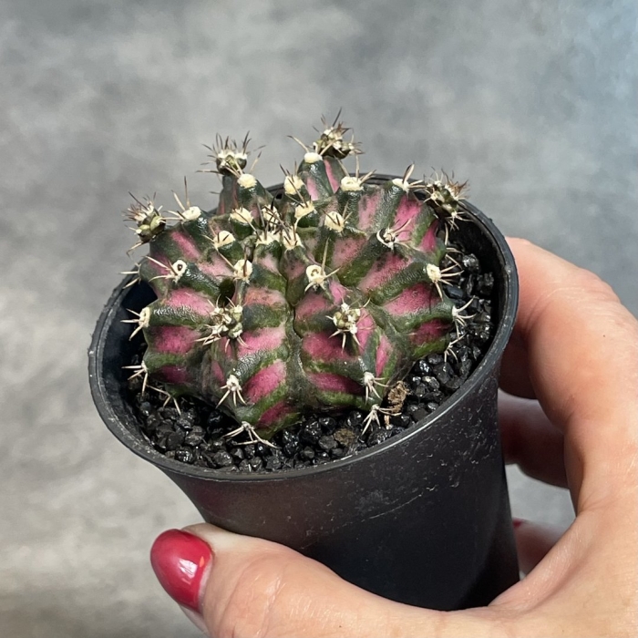 Гимнокалициум михановича