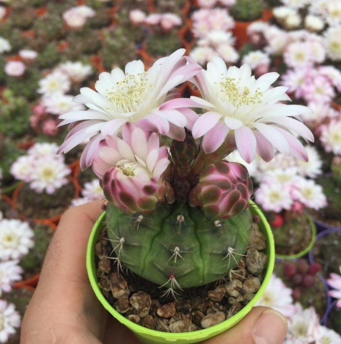 Кактус gymnocalycium damsii