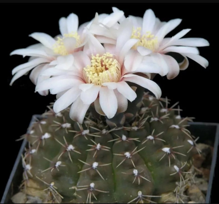 Гимнокалициум квеля