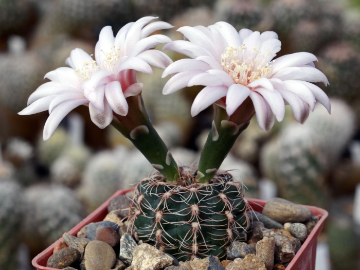 Gymnocalycium papschii