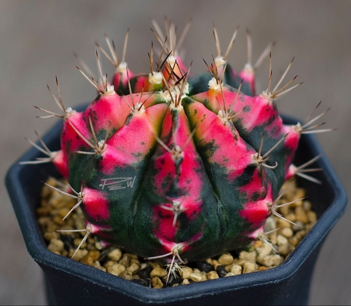 Gymnocalycium mihanovichii