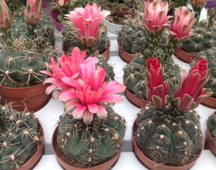 Гимнокалициум бальда кактус